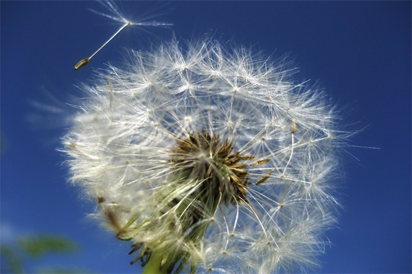 金魚吊蘭怎么修剪(金魚吊蘭的修剪方法和注意事項)