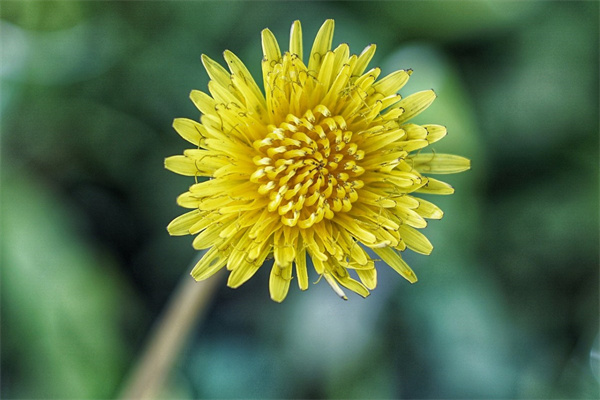 辦公室經常養的綠植有什么(辦公室養哪些植物)