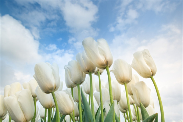 周邊綠植花卉市場(chǎng)(離我最近的綠植批發(fā))