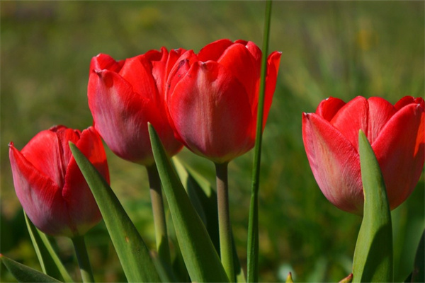 愛情的花朵(愛情的花朵已在我心中開放)