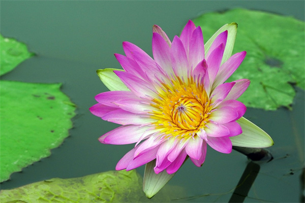 養花盆(養花盆土中有蟲怎么辦)