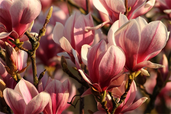 洋繡球花怎樣種植(洋繡球的栽培技術要點)