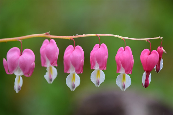 花卉盆栽蘭花(蘭花盆栽好養活嗎)