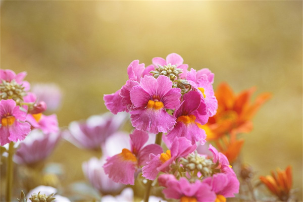 肩膀背部很多肉怎么減(肩膀背部肉肉脂肪怎么減掉)