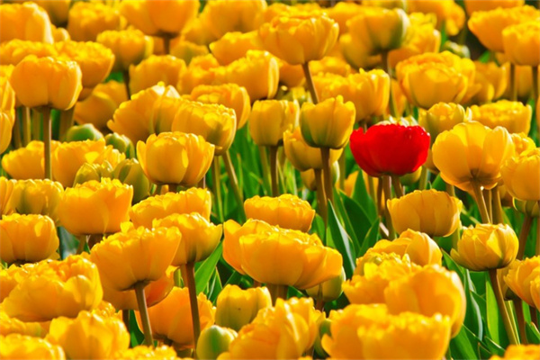 庭院的綠植花卉(庭院適合的花草樹木)