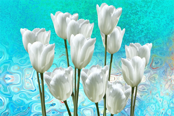 網(wǎng)上買盆栽花哪個(gè)網(wǎng)站好(網(wǎng)上買盆栽還是去花市買好?)