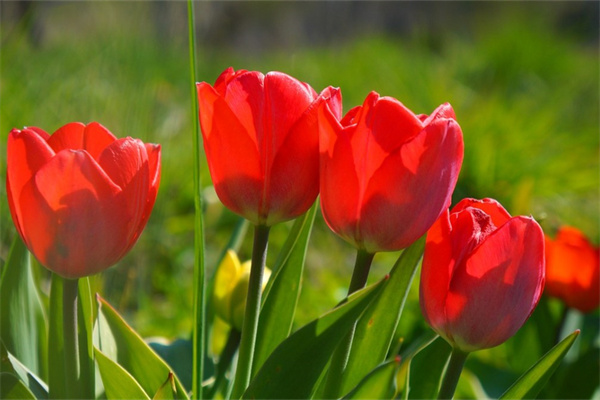 戶外過冬綠植(適合戶外過冬的花卉)