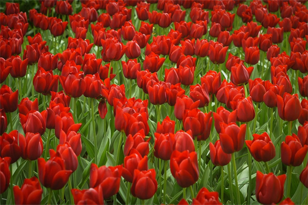 辦公室綠植推薦(辦公室大型綠植推薦)