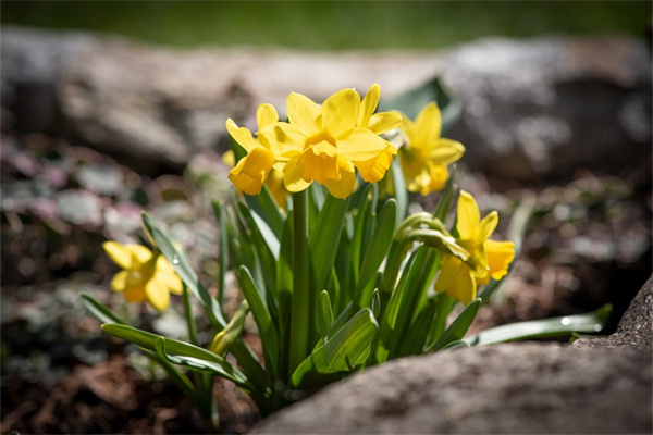 盆栽植物如何施肥(盆栽植物施肥過量怎么處理)