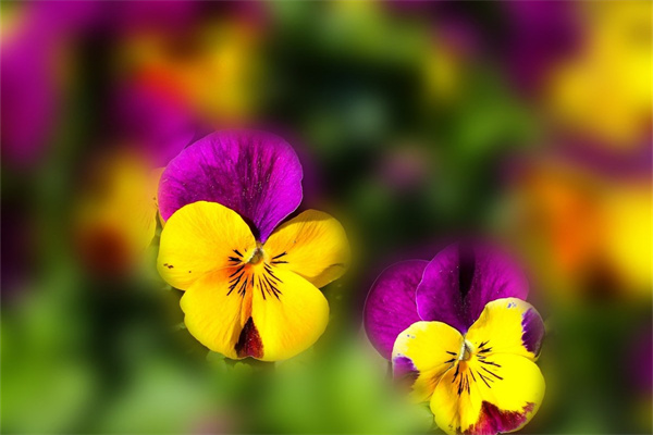 耐寒抗凍的綠植(耐寒抗凍的綠植品種)