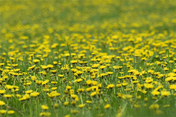 好看又好養(yǎng)的綠植(好看又好養(yǎng)的綠植有哪些圖片)