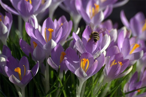 客廳綠植什么好(客廳綠植哪些好養(yǎng))