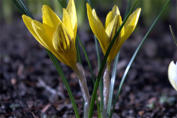 不適宜室內盆栽的花卉(哪些盆栽植物不適合在室內放置)