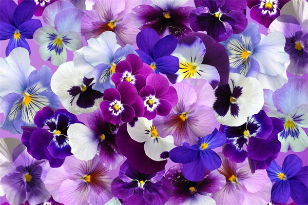 綠植成都(成都綠植租賃)