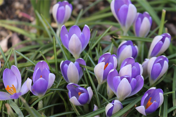 耐寒的室內盆景(耐寒的室內盆景品種)