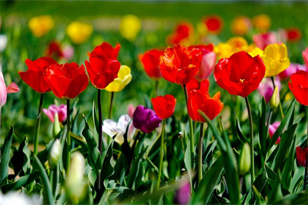 室內的冬天綠植有哪些(室內的冬天綠植有哪些圖片)