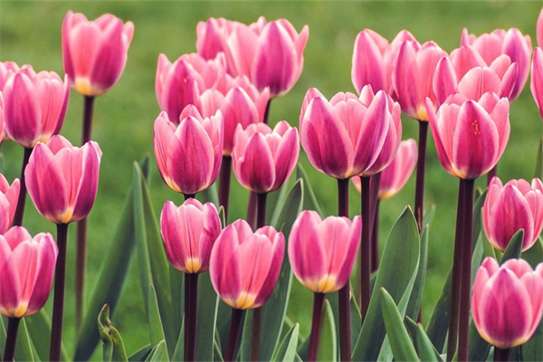 派送鮮花(鮮花派送是什么意思)