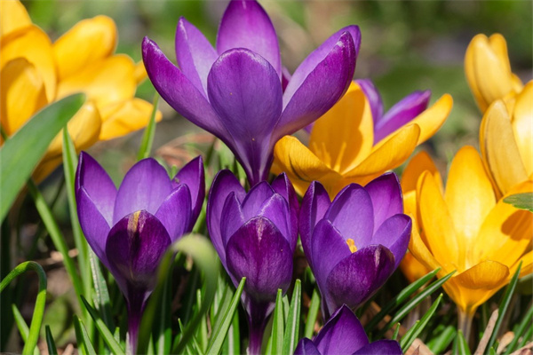 盆栽花類(盆栽花的種類大全圖片及名稱)