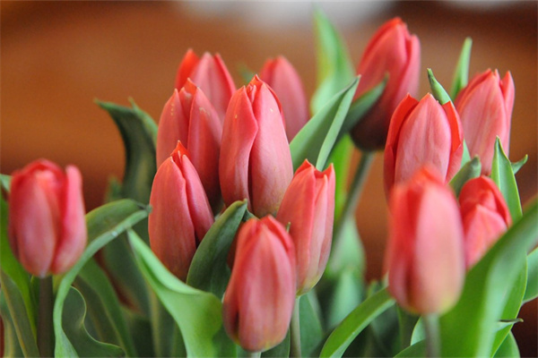 出院病人送什么花(出院病人送什么花比較好) (2)