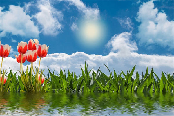 冬天能養的綠植(冬天可以養的綠植)