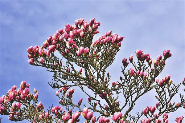 凈化空氣綠植臥室(凈化空氣的室內植物臥室)