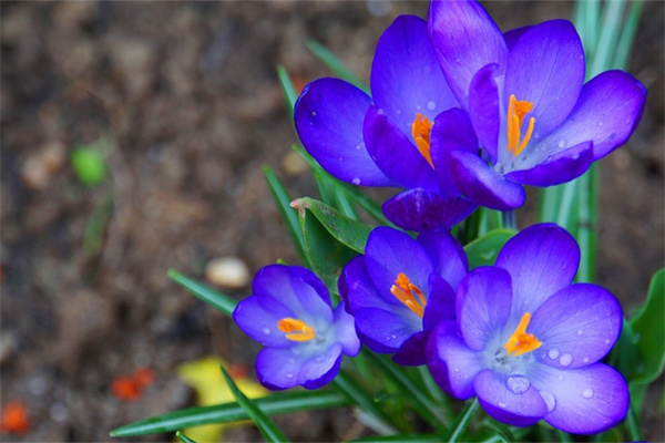 好過冬的室內植物(適合過冬的室內綠植)