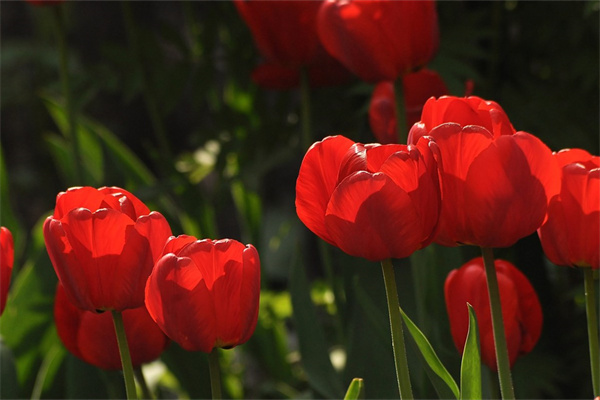 送長輩的鮮花(送長輩的鮮花圖片)