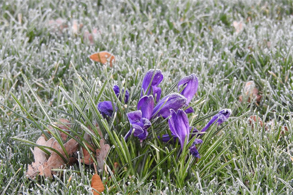 過生日送玫瑰花合適嗎女生(過生日送玫瑰花合適嗎女生可以送嗎)
