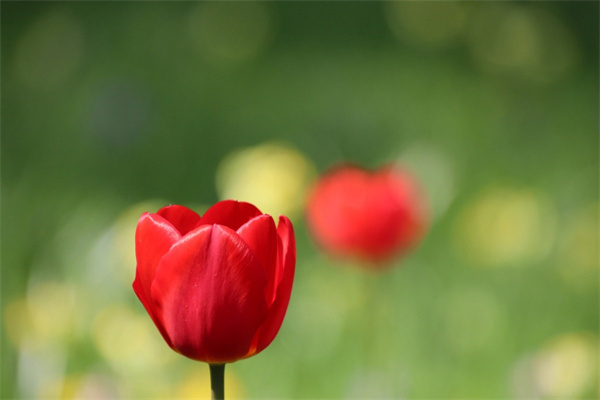 第一次見面送女孩什么花(初次見面送女孩什么花比較好)