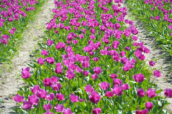 盆栽花是不是綠植(盆栽花是不是綠植呀)