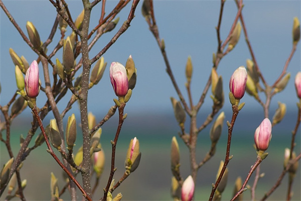 送花送百合是什么意思(送百合花的花語是什么意思啊)