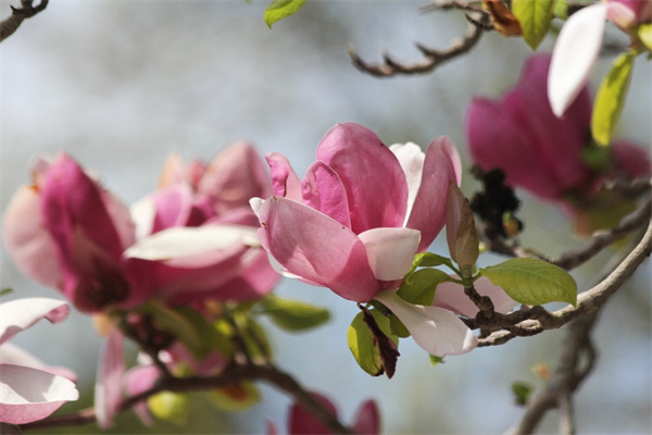 情人節玫瑰花送多少支(情人節送玫瑰花多少朵合適)