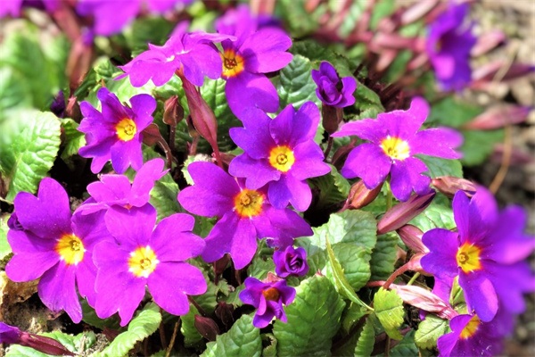 盆栽花卉去哪里進(jìn)貨(盆栽花卉去哪里進(jìn)貨便宜)