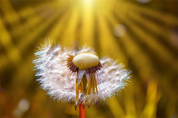 包含奧比島送花有什么用的詞條
