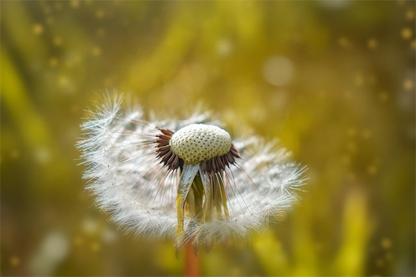 味多鮮花甲粉(鮮品花甲粉)