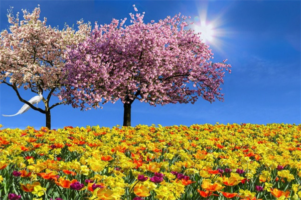 盆景綠植有哪些(招財盆景綠植有哪些)