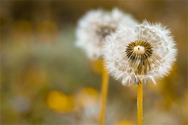 多肉菜青蟲(多肉長蟲像青菜蟲)
