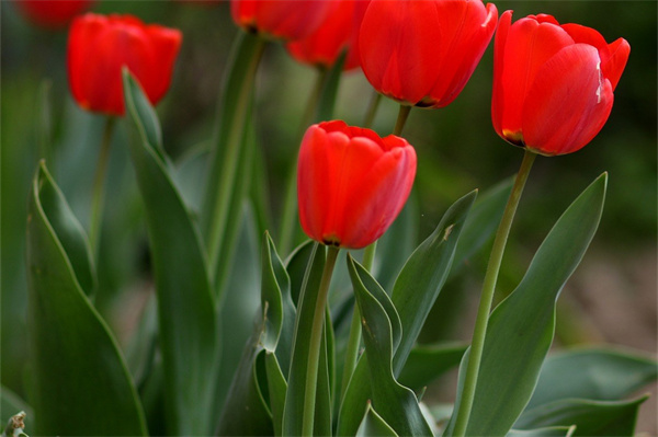 客廳養什么綠植耐熱又耐寒(客廳養什么綠植耐熱又耐寒呢)