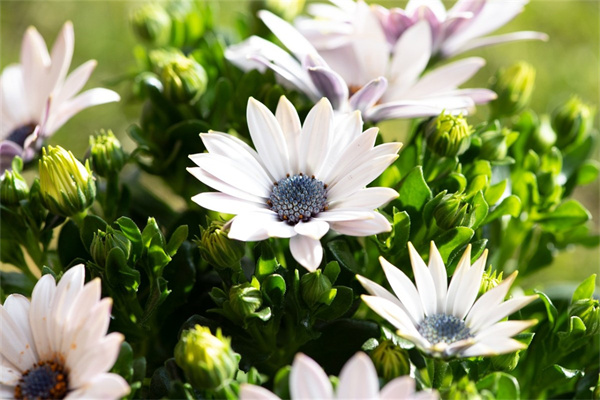 從部隊(duì)回家探親送什么花(從部隊(duì)回家探親還要隔離嗎)