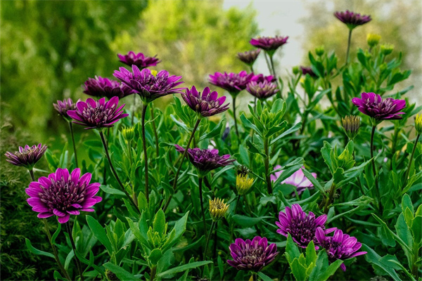 朋友生日送花多少朵好(送朋友生日花多少朵合適)