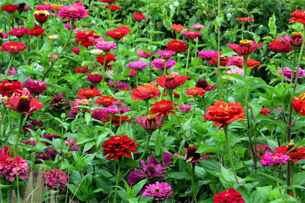 描寫植物的作文多肉(描寫植物的作文多肉三年級300字)