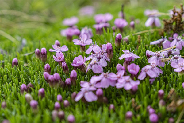 多肉歐紫法師怎么養(yǎng)(多肉歐紫法師怎么上盆)