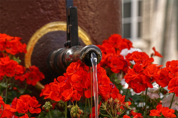 多肉夏天多久澆一次水比較好(多肉夏天多久澆一次水比較好養(yǎng))