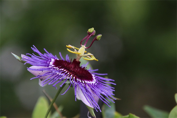 好養(yǎng)活的盆栽花卉(好養(yǎng)活的盆栽綠植)