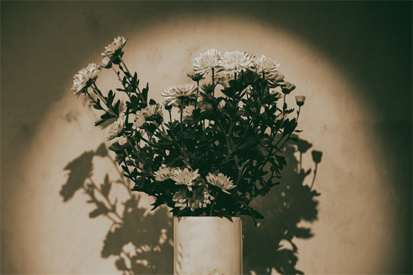 當兵回來送什么花(當兵回來送什么花男生喜歡)