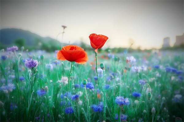 家庭綠植租賃(綠植租賃掙錢嗎)