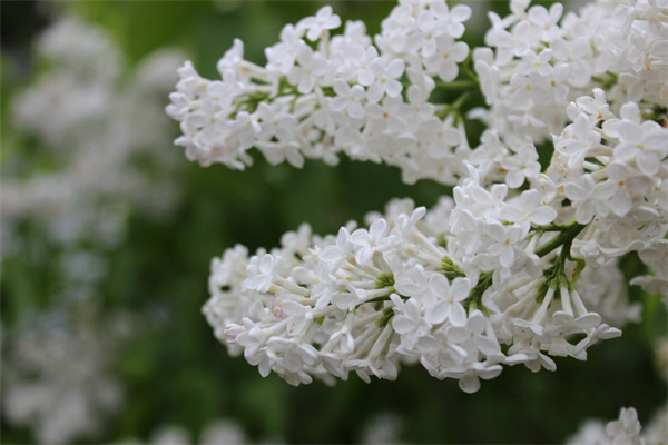 80歲奶奶過生日送鮮花送什么花合適(奶奶80大壽送什么花)