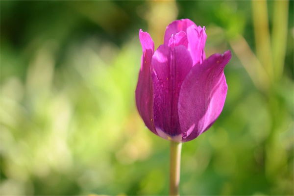 室內(nèi)種綠植(室內(nèi)種綠植有什么好處)