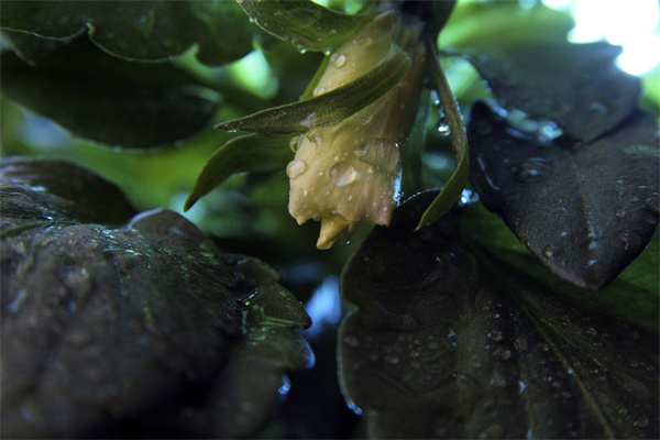 朋友生日送送什么花(朋友生日送啥花合適)