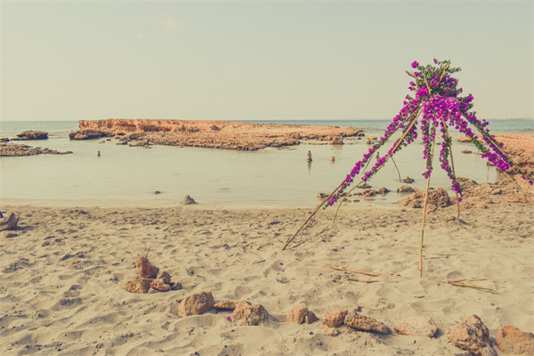 巧克力多肉能長多大(巧克力多肉能長多大呢)